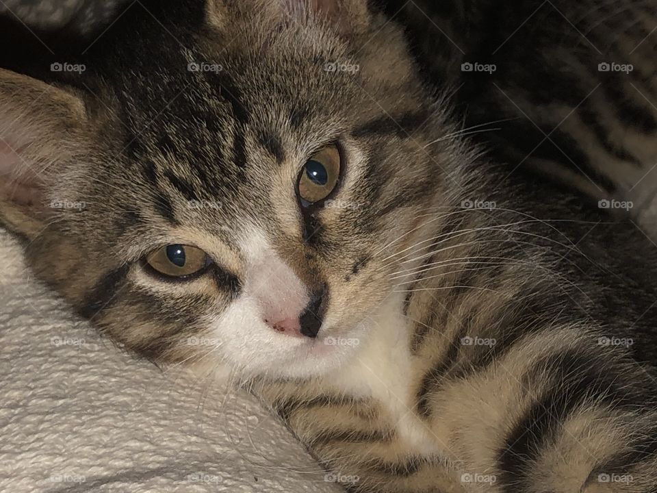 Portrait of striped kitten with brown eyes and multi-colored nose