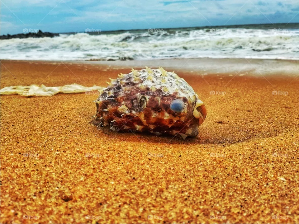Fish on the beach