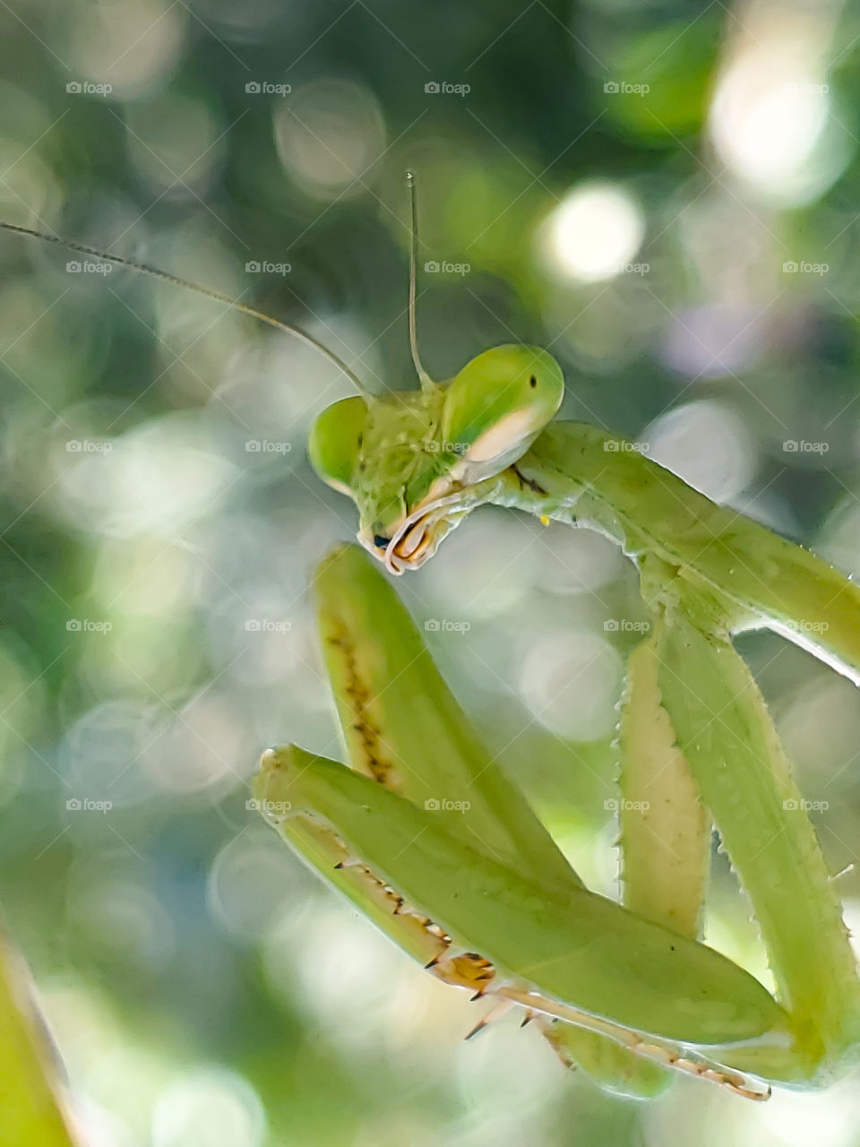 Close up of a mantis looking directly at the camera with a bokeh background.