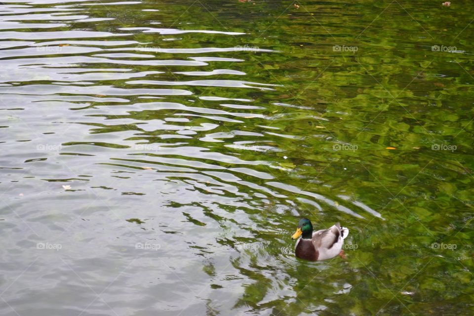 Duck on water 