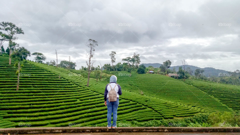 Tea Plantation