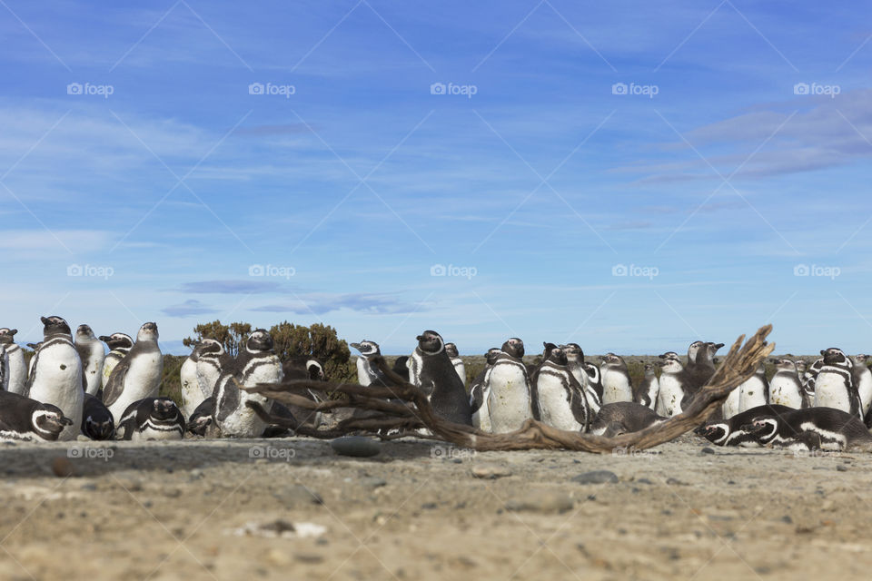 Pinguenera Faro Cabo Virgenes.