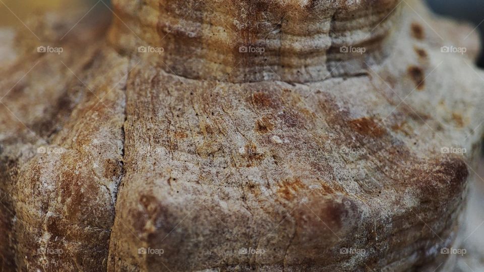 Macro photo of the texture of seashells
