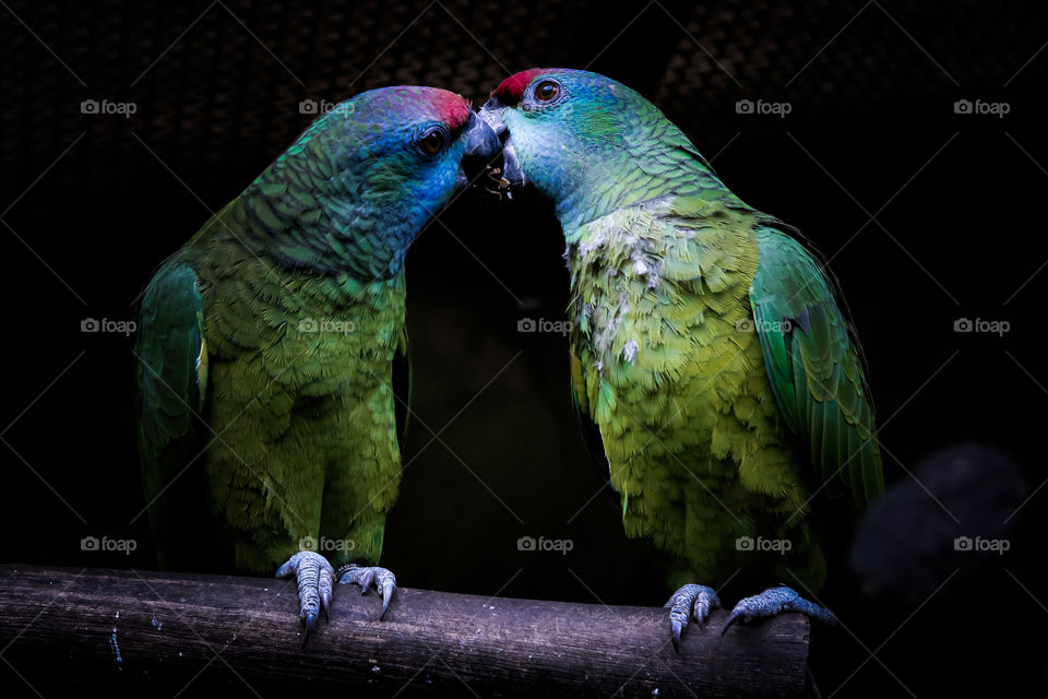 A couple of birds in the air share a meal together and they look happy.