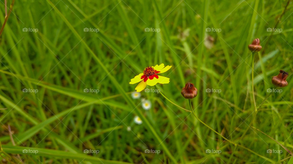 Yellow flower in meadow