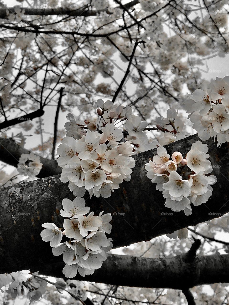Popcorn popping on the apricot tree