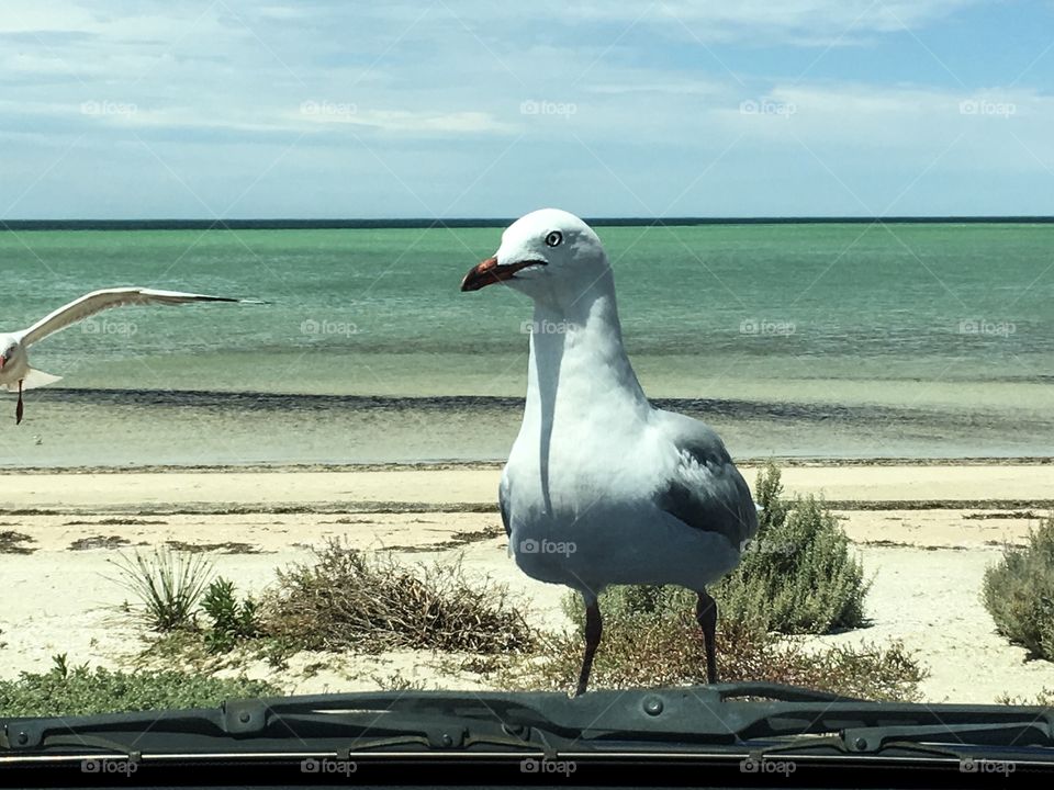 An additional commuter hitchhiker on the hood bonnet of my car closeup view through the windshield windscreen, ocean horizon in background