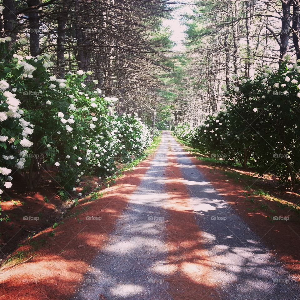 tree-lined driveway. walking down my family's beautiful tree-lined driveway