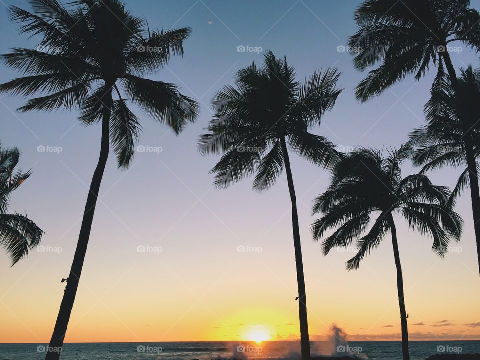Palm trees overlook ocean sunset.