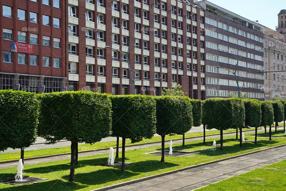 Alley of trimmed trees in the city