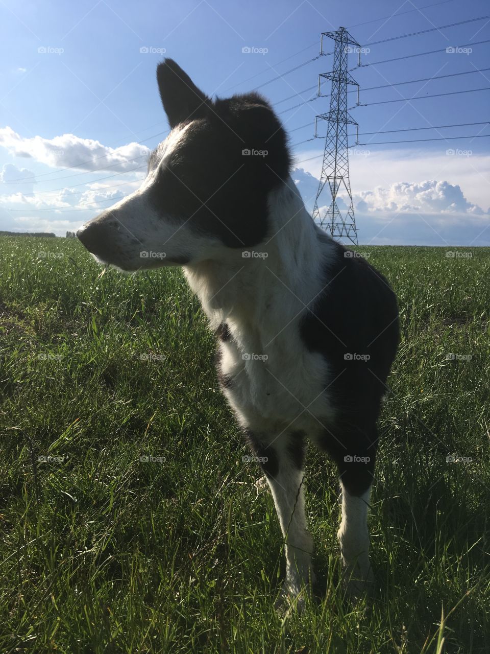 Fourteen year old collie with a bit of stuff in her mouth, looking alert and pretty. On Kent marshes. Grass and blue sky