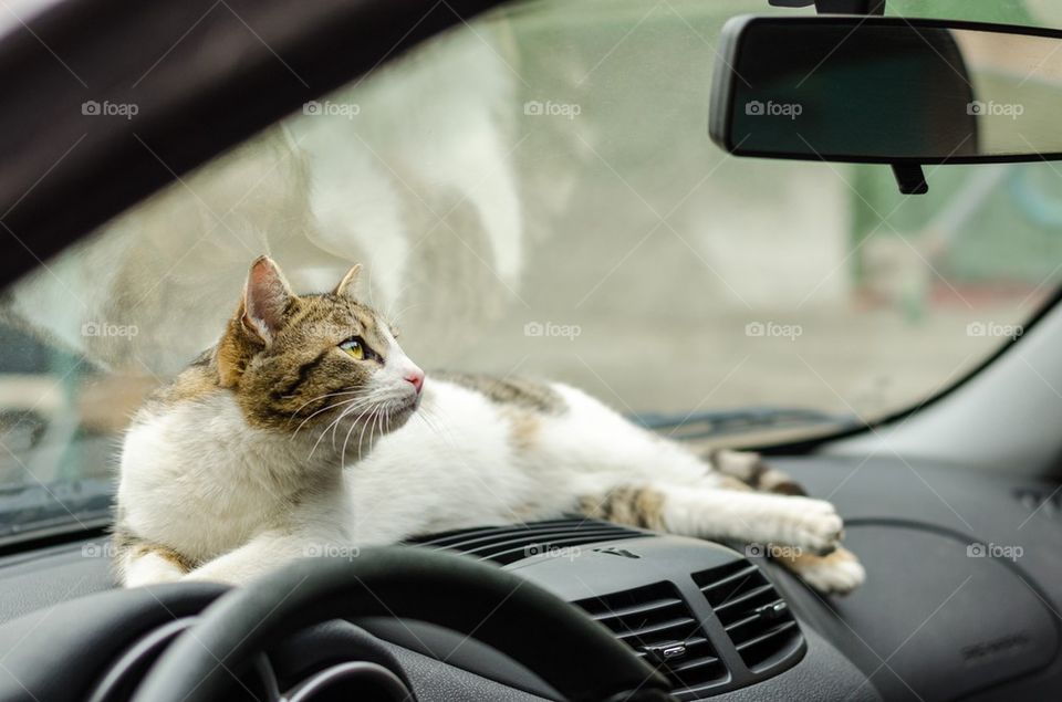 Cat sitting on dashboard of a car