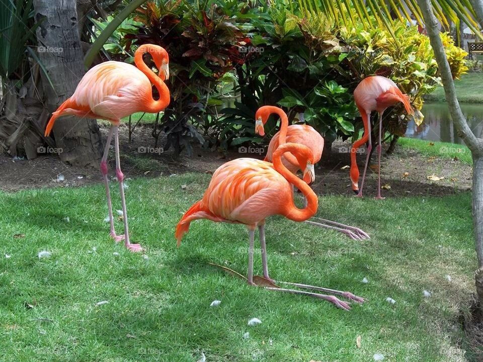 Pink flamingos 