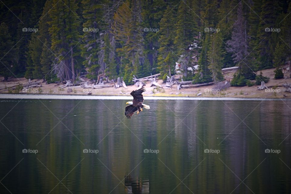 Bald eagle flying over lake