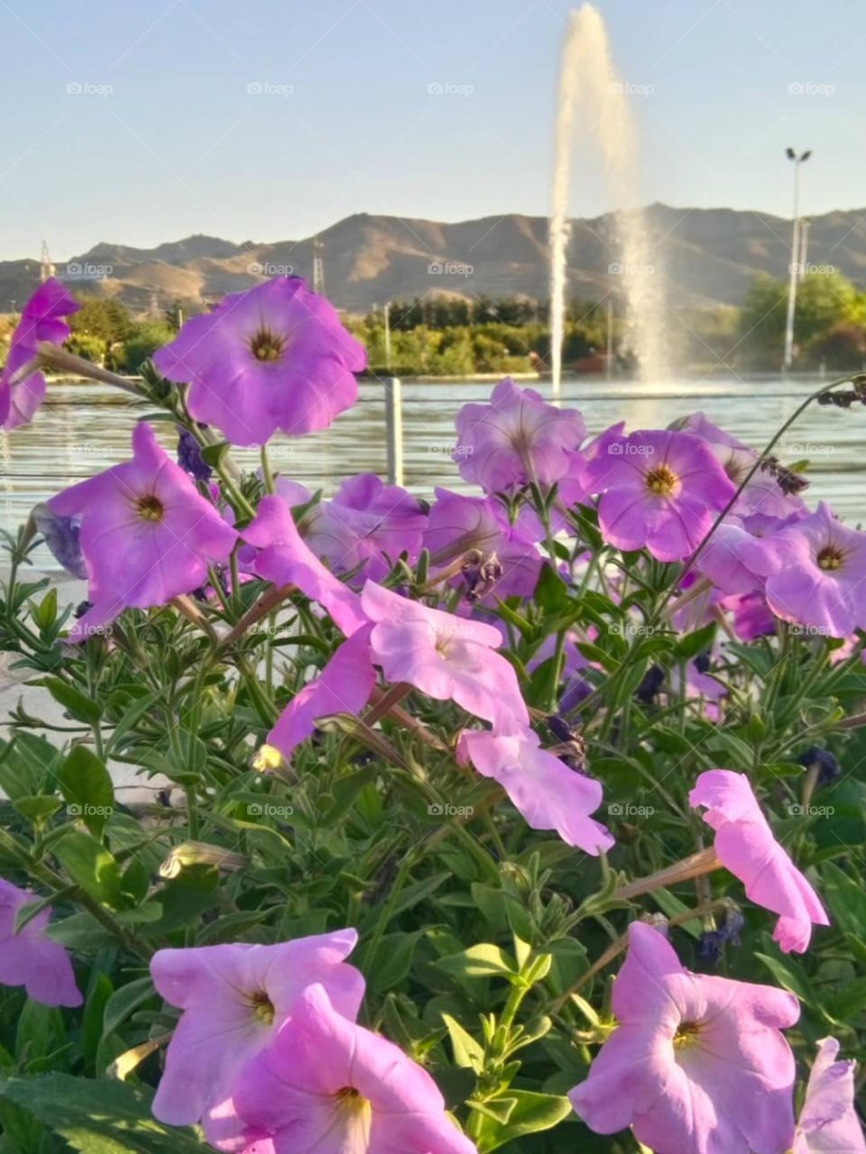 Beautiful park, beautiful flowers and beautiful pool with fountain