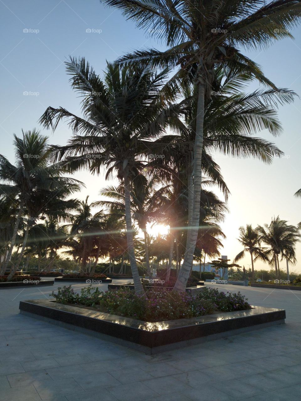 Sun rise among palms