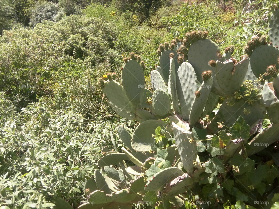 Opuntia ficus-indica