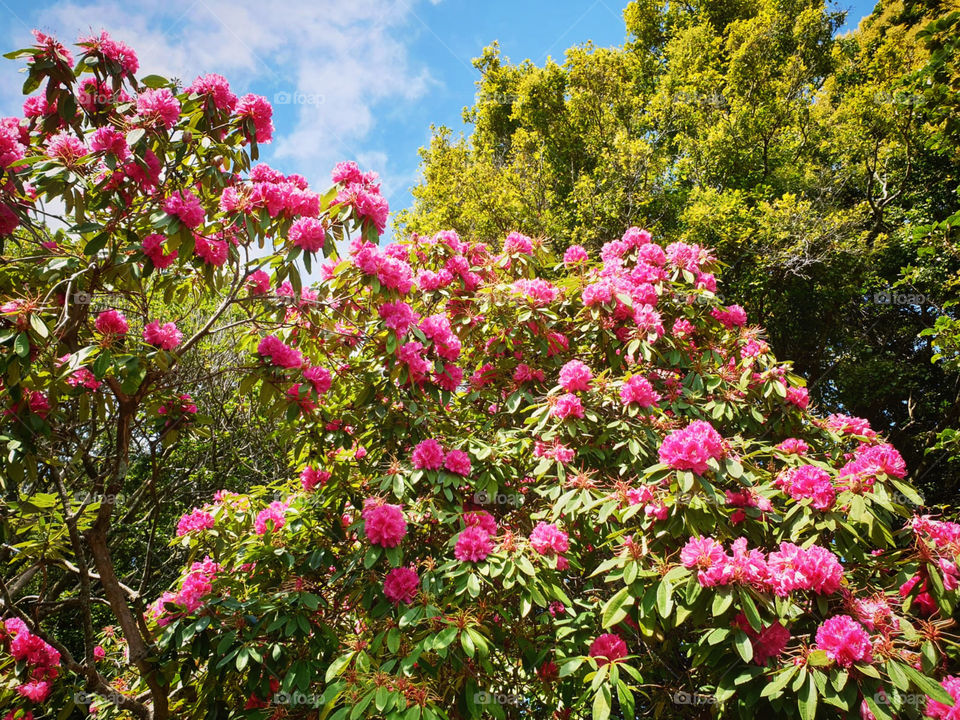 Pink Tree