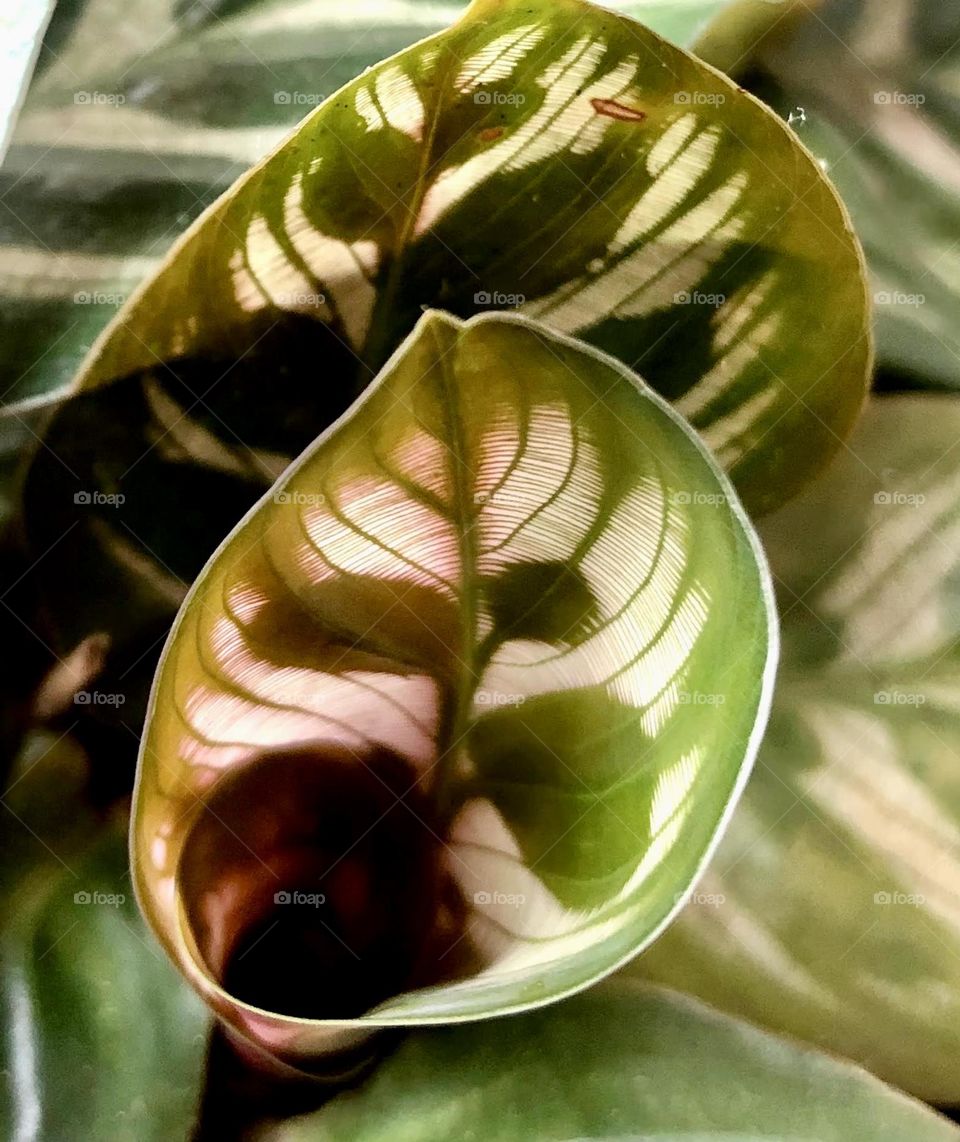 New leaf 