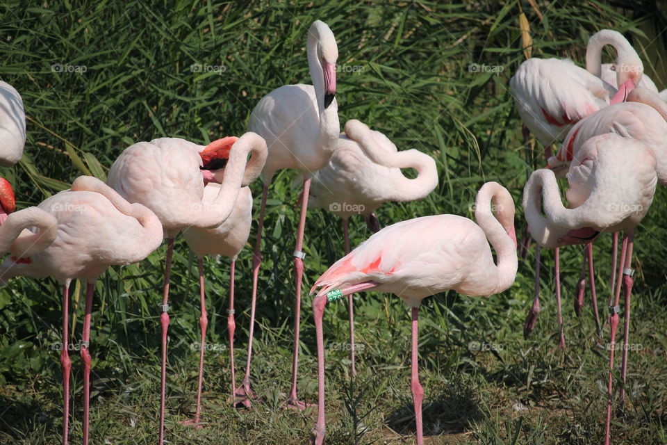 Flamingos