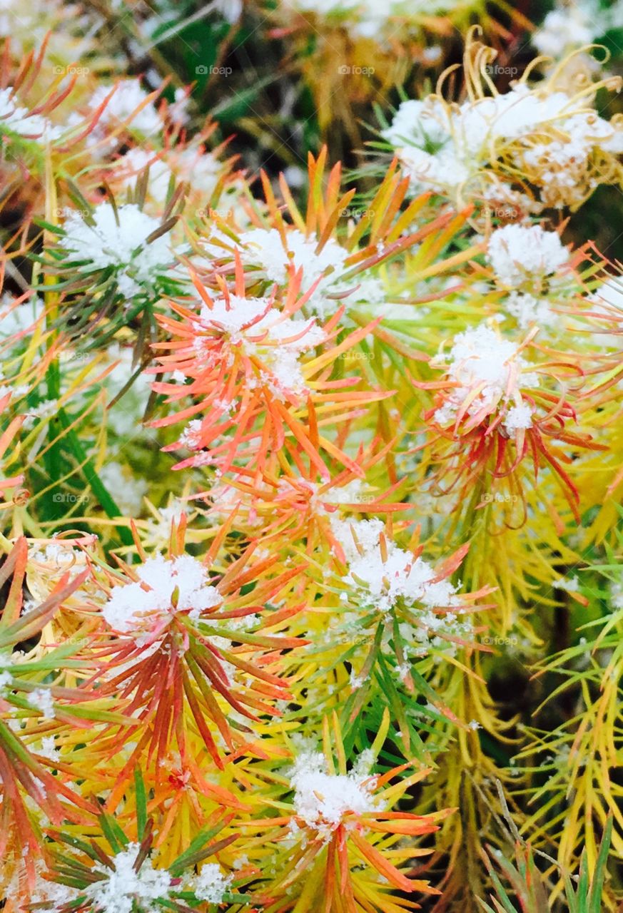 Snow covering the last bit of fall color...  