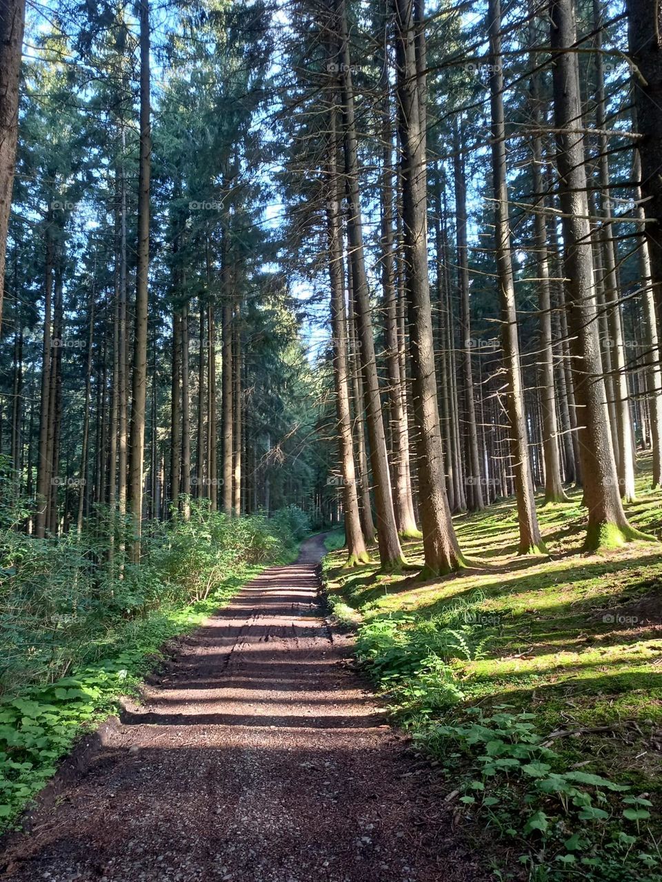 The Green of a Summer Forest