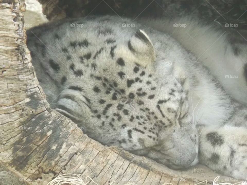 snow leopard