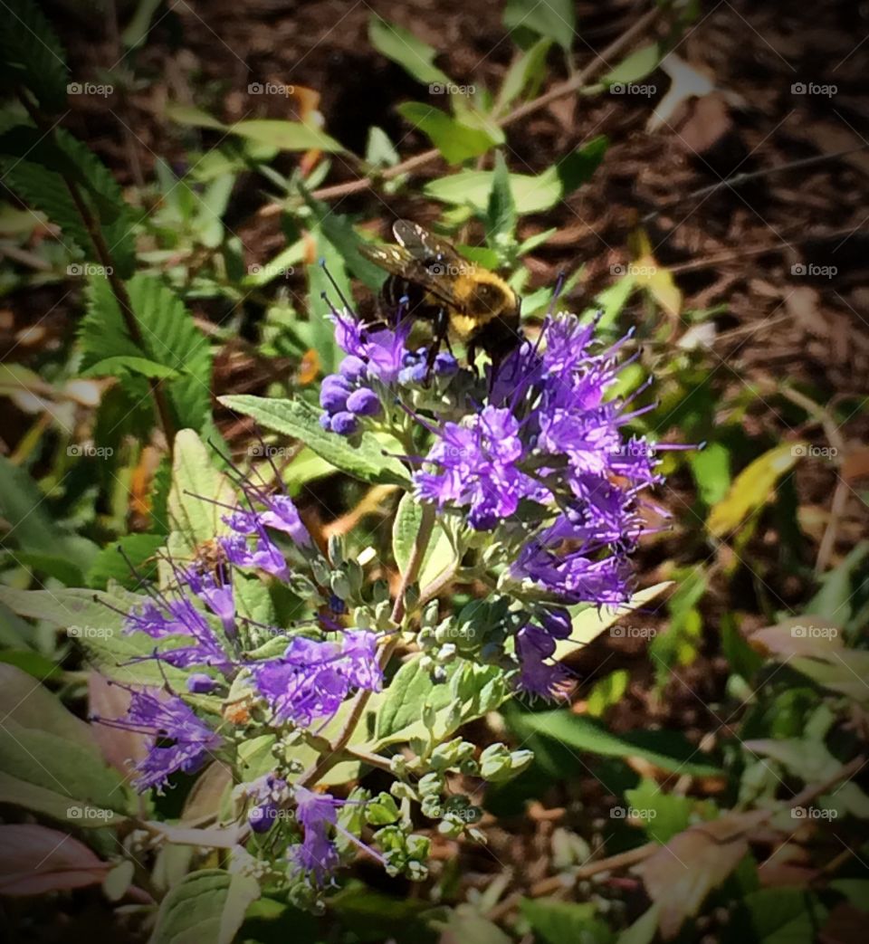 Bee 🐝. #Bee #nature #flower #purple #green #SilverSpringMD #MD #iOS8 #iPh5S #2015Oct15 