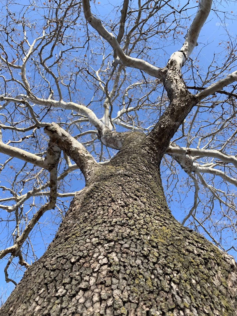 View from below a giant sycamore tree with bare branches against a clear blue sky 