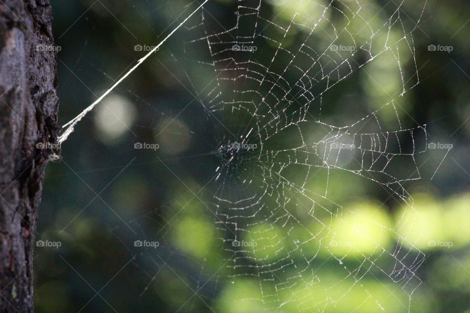 Spider web