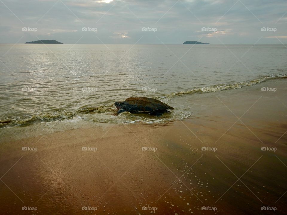 French guyana, lay of marine turtle