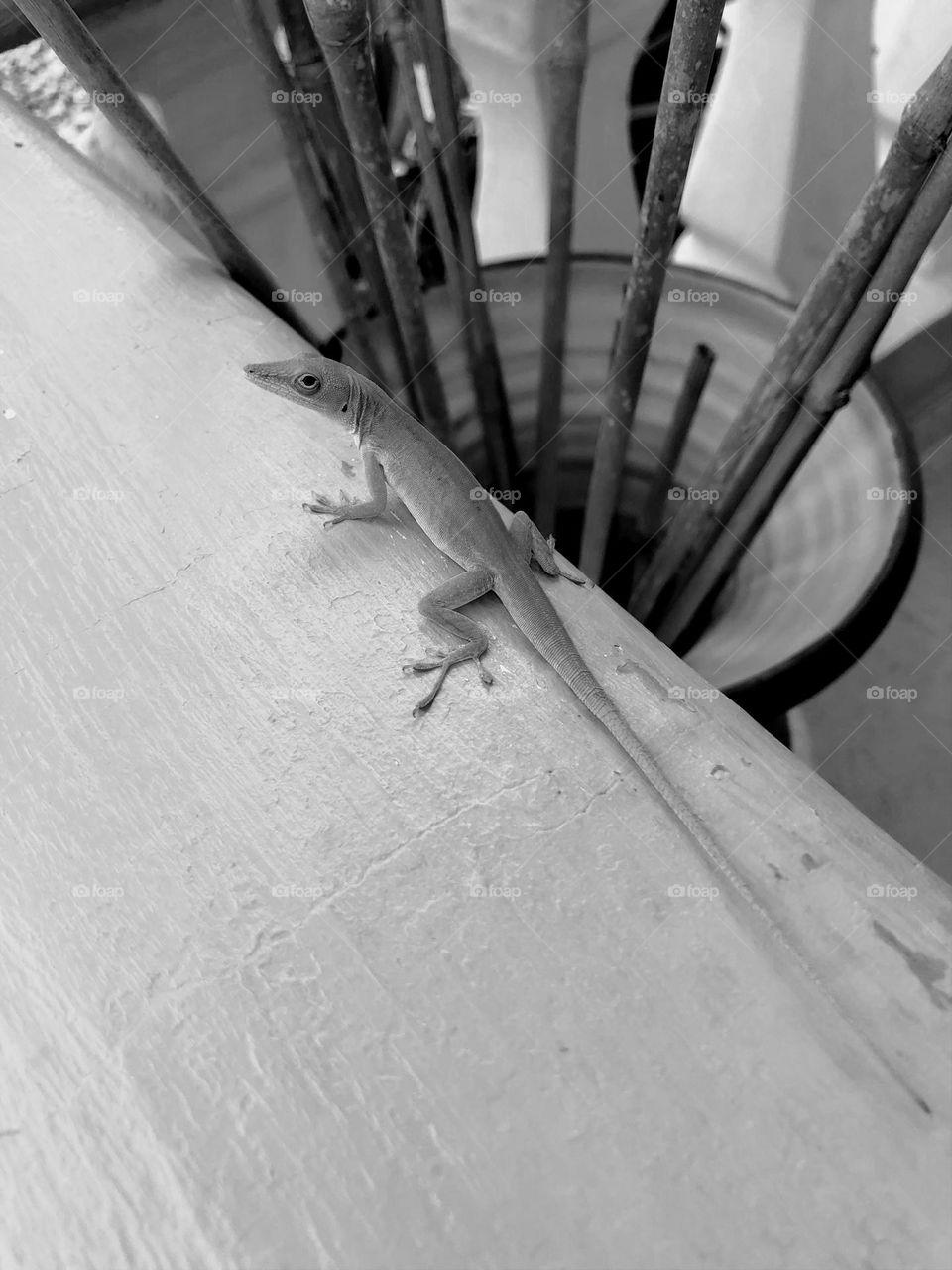 Little lizard running away from danger.