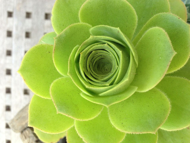 green flower plant by itsAus