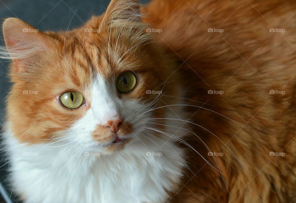 Cat, Cute, Eye, Fur, Portrait