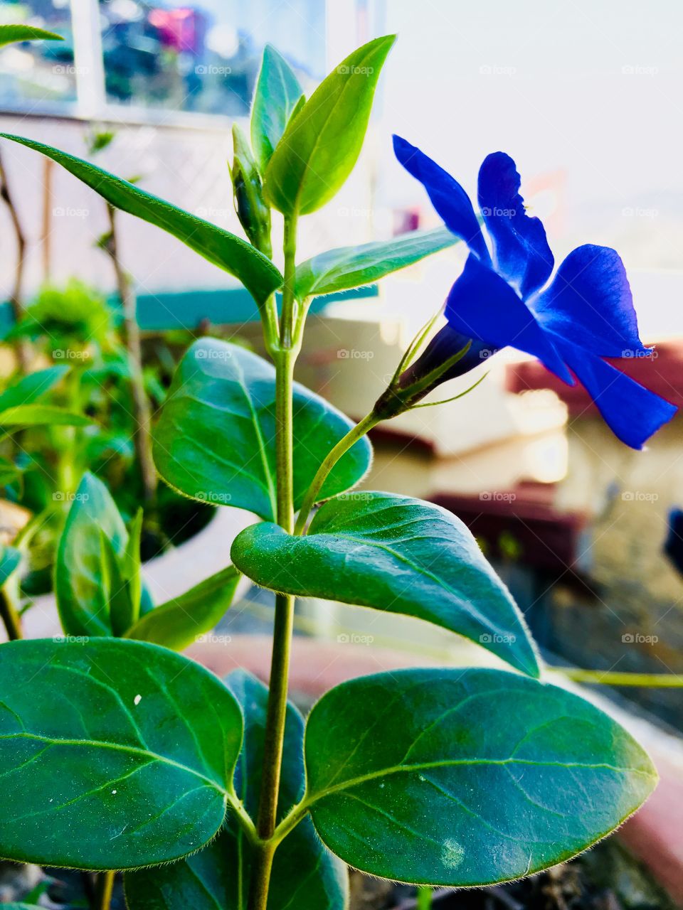 Blue flower 