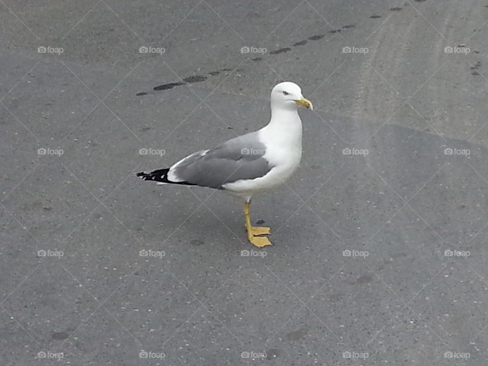 seagull on the road laigueglia italy
