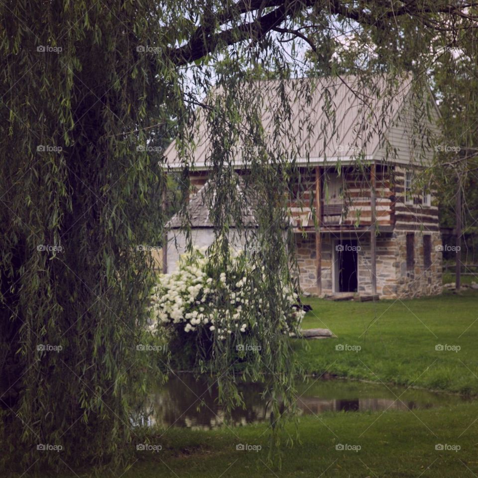 Tree, No Person, Wood, Building, Old