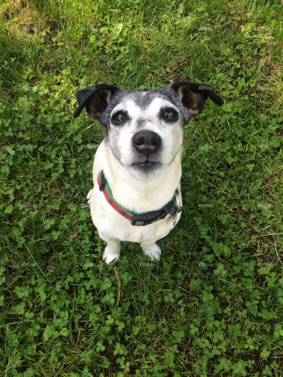 Pleasing look from a dog