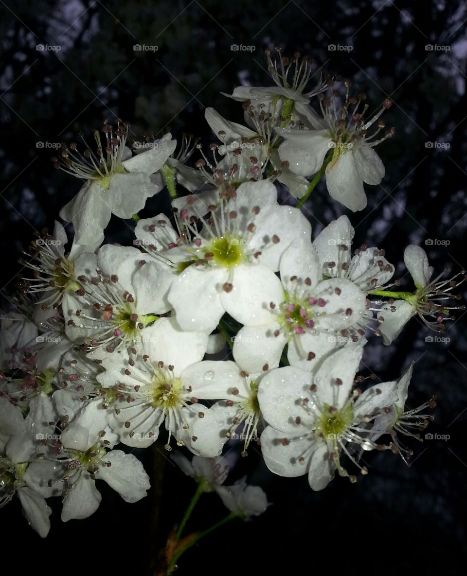 pear tree blossoms
