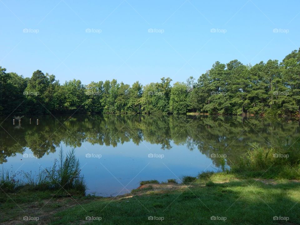 Nature’s Reflections, Trees on the Pond