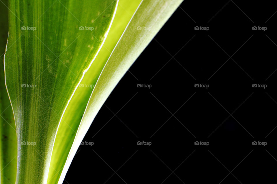 Green leaves on black background
