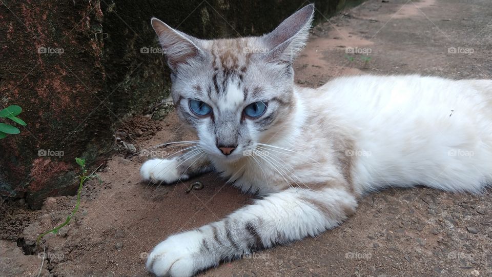 Gatinho de olhos azuis olhando para frente.