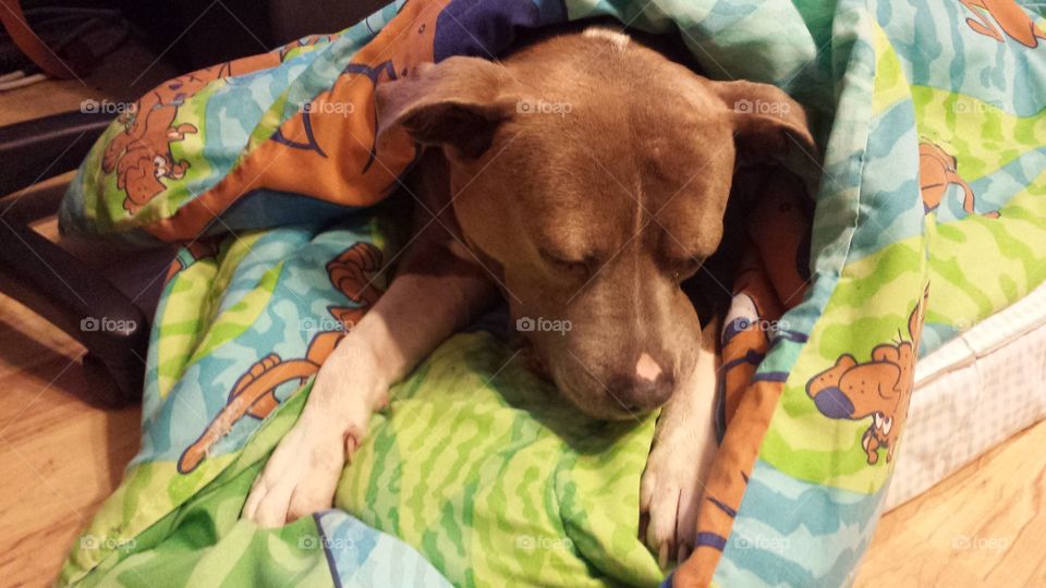 Loveable Pitt bull. Prince curled up in his favorite scooby doo blanket