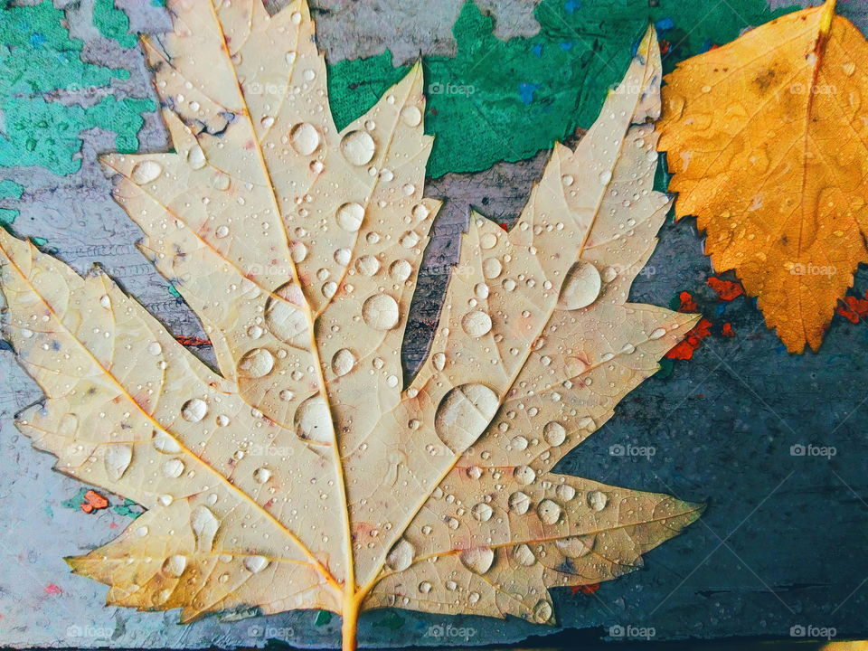 drops of rain on autumn leaves, autumn 2017