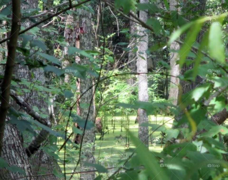 swamp at Myrtle Beach