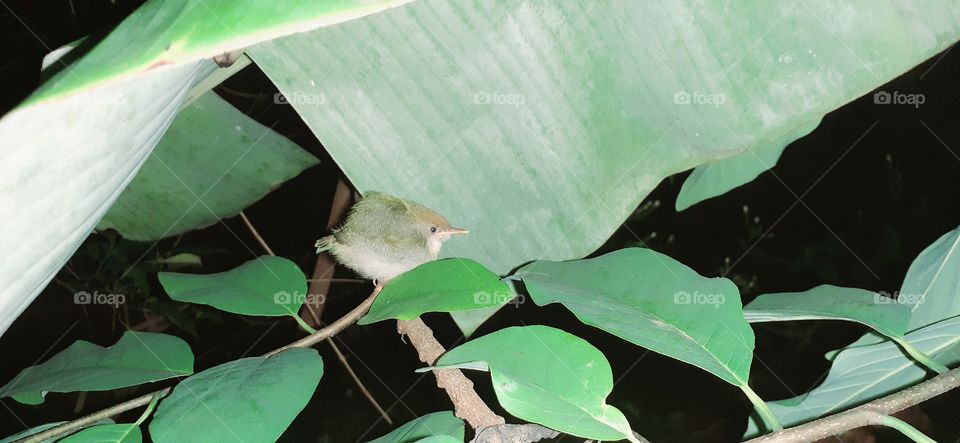 Bird is ready to sleep (Night capture)