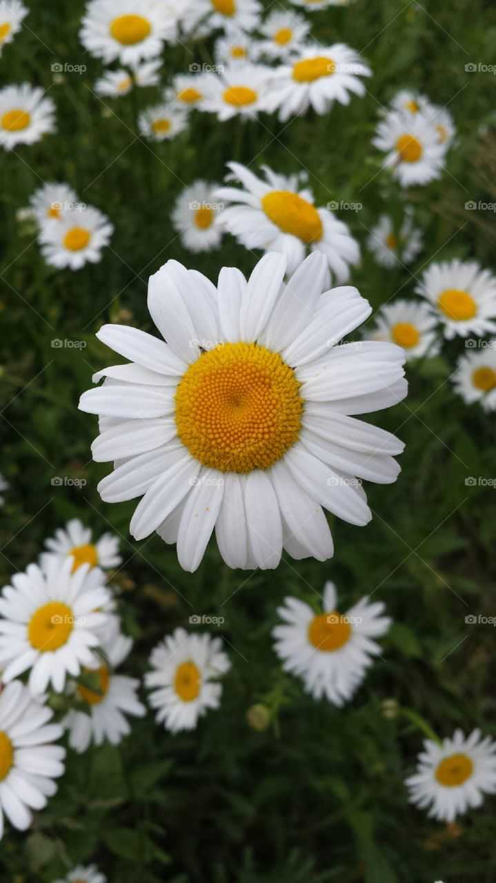 Daisy