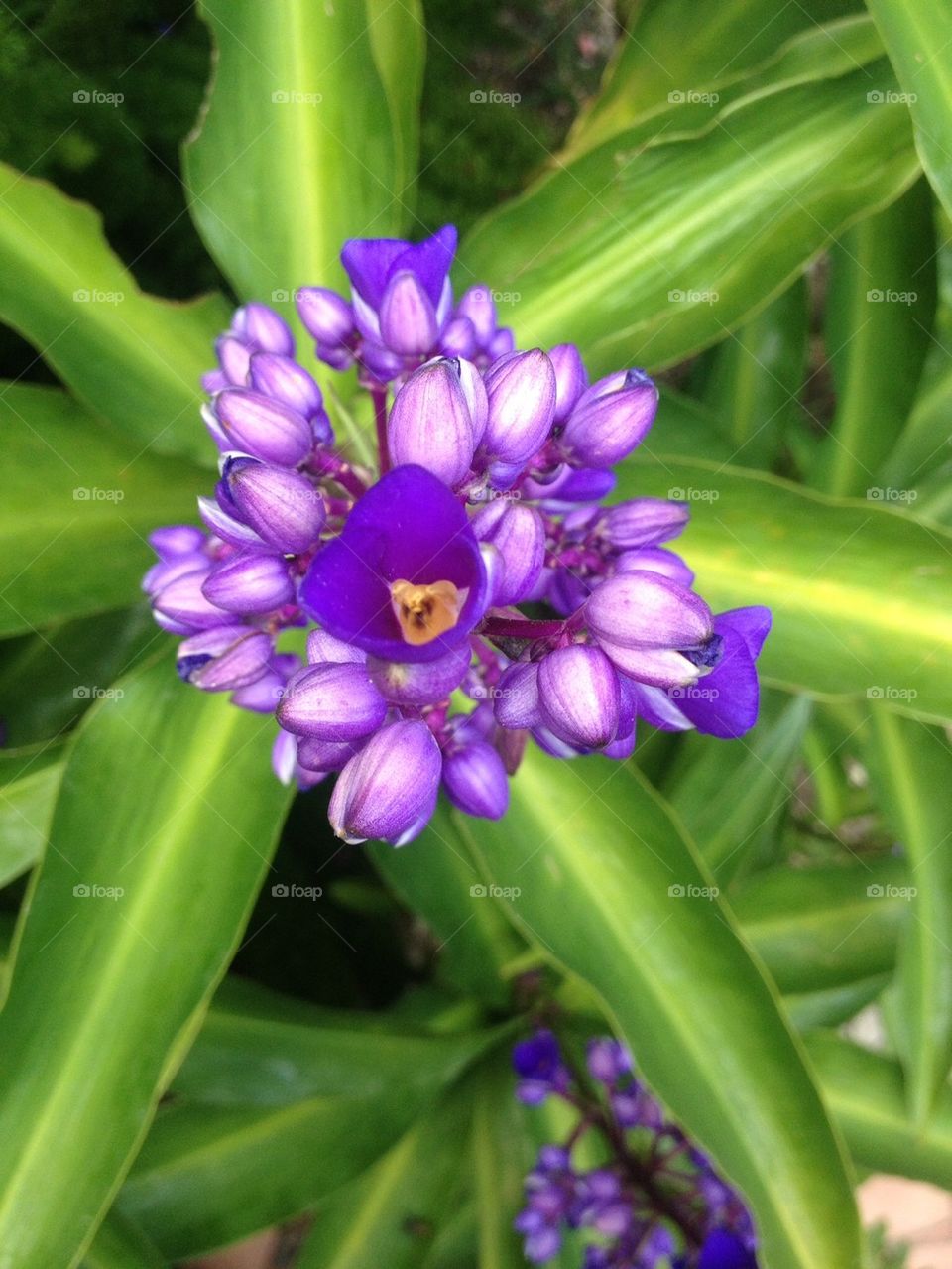 Purple Ginger Flowers 