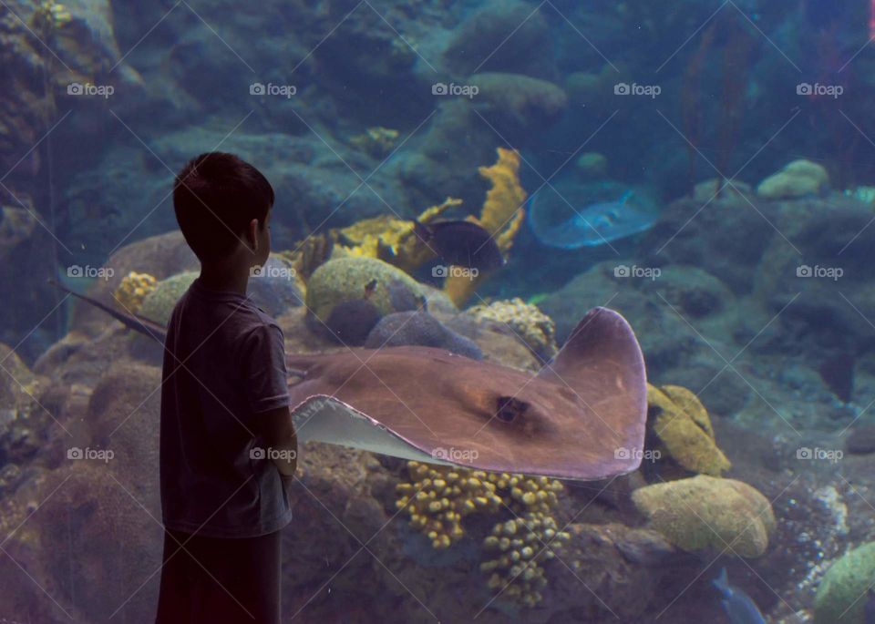 silhouette shadow of a child standing in front of a large colorful aquarium watching a large manta ray swimming by