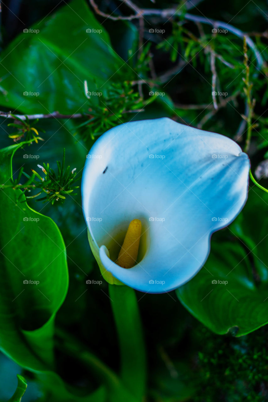 Flowers defines the unexplainable Beauty of Nature... 🌺